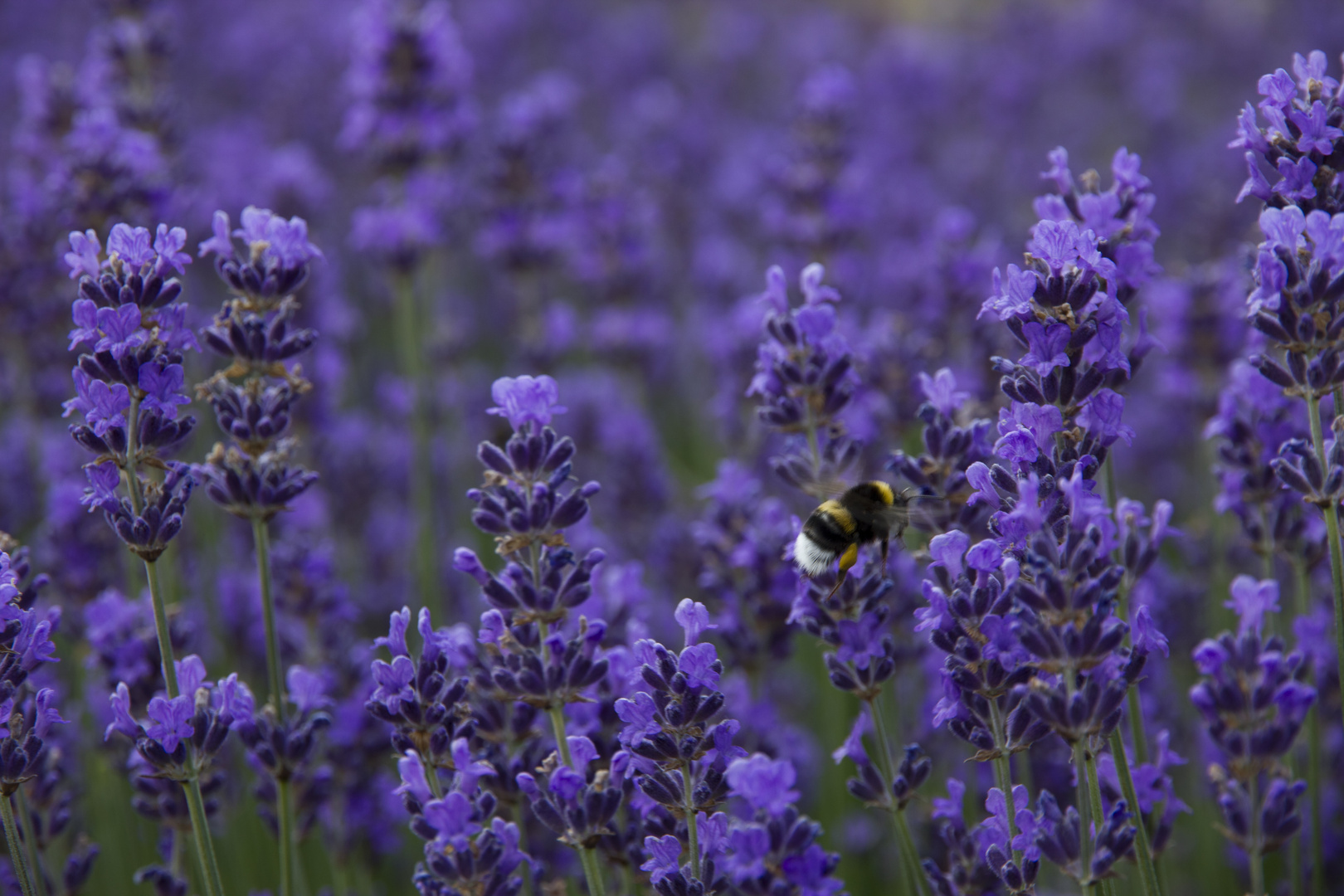 Wenn man die Blüte vor lauter Blumen nicht findet