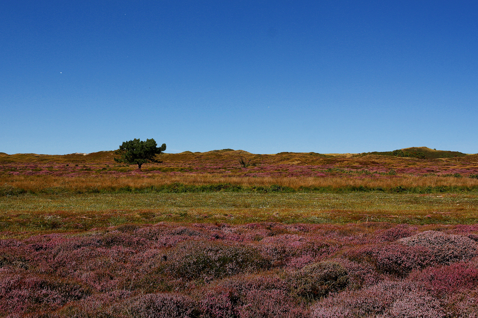 "Wenn man die Natur wahrhaft liebt, so findet man es überall schön" (Vincent van Gogh)