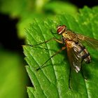 WENN MAN EINFACH NUR CHILLT - PHAONIA-STYLE AUF BLATT-COUCH