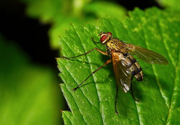 WENN MAN EINFACH NUR CHILLT - PHAONIA-STYLE AUF BLATT-COUCH