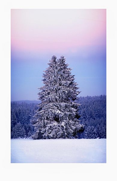 wenn man genau hinschaut, ist es gar nicht ein baum (sondern zwei)