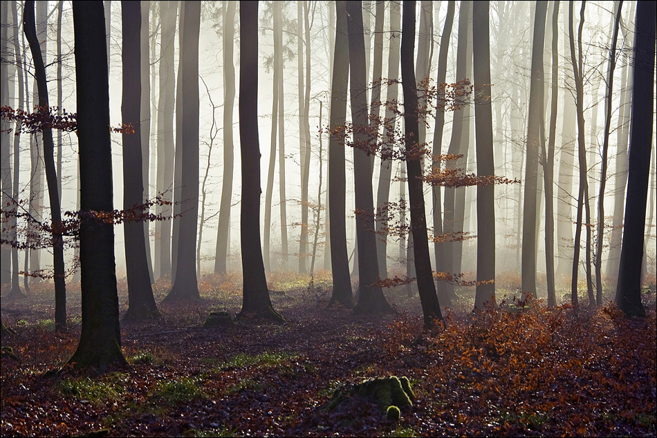 wenn man im Wald steht...