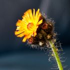 wenn man Langeweile hat, ist auch mal ein Blümchen dran ....:)