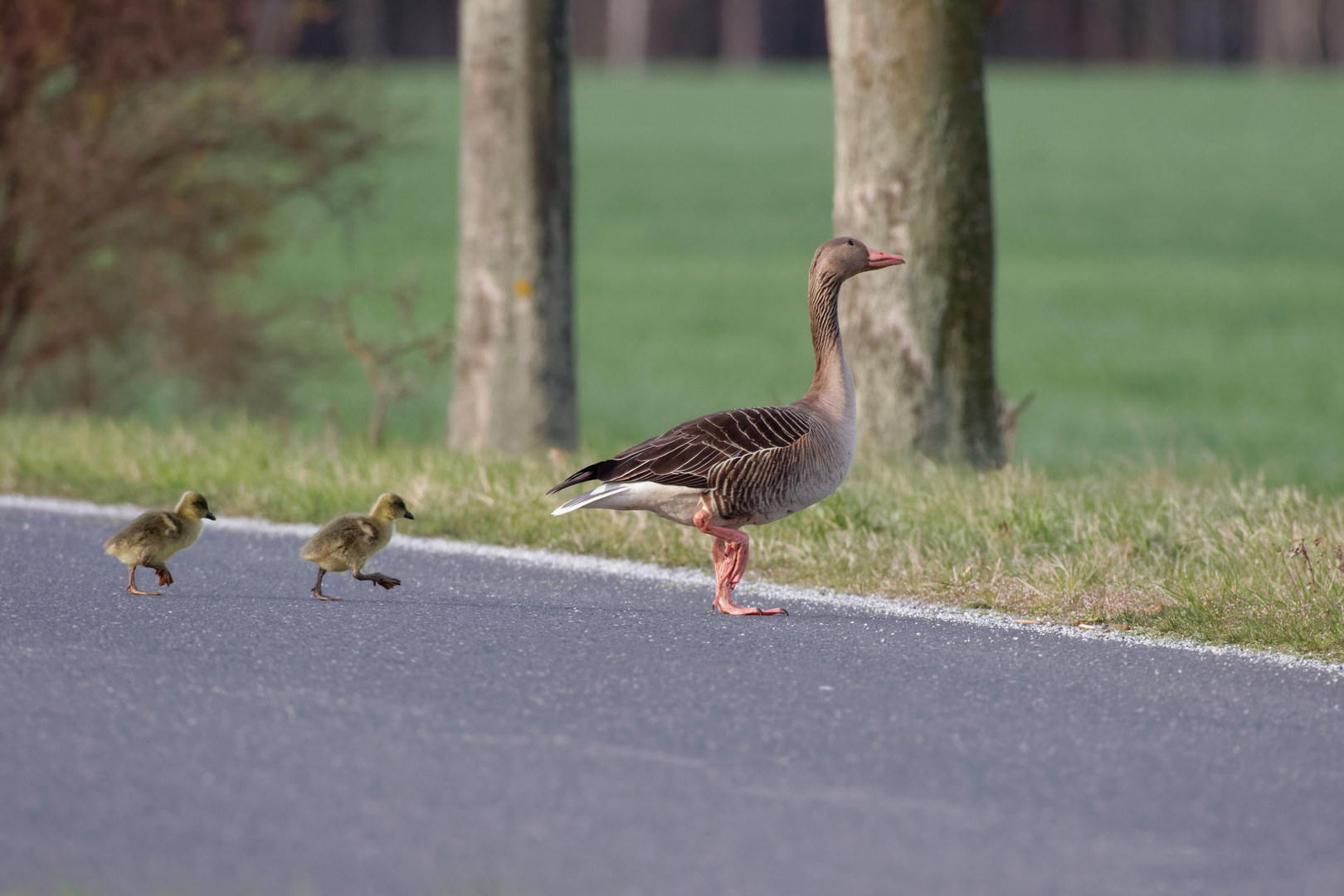 Wenn man noch nicht fliegen kann.... ( Graugansküken )