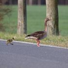 Wenn man noch nicht fliegen kann.... ( Graugansküken )