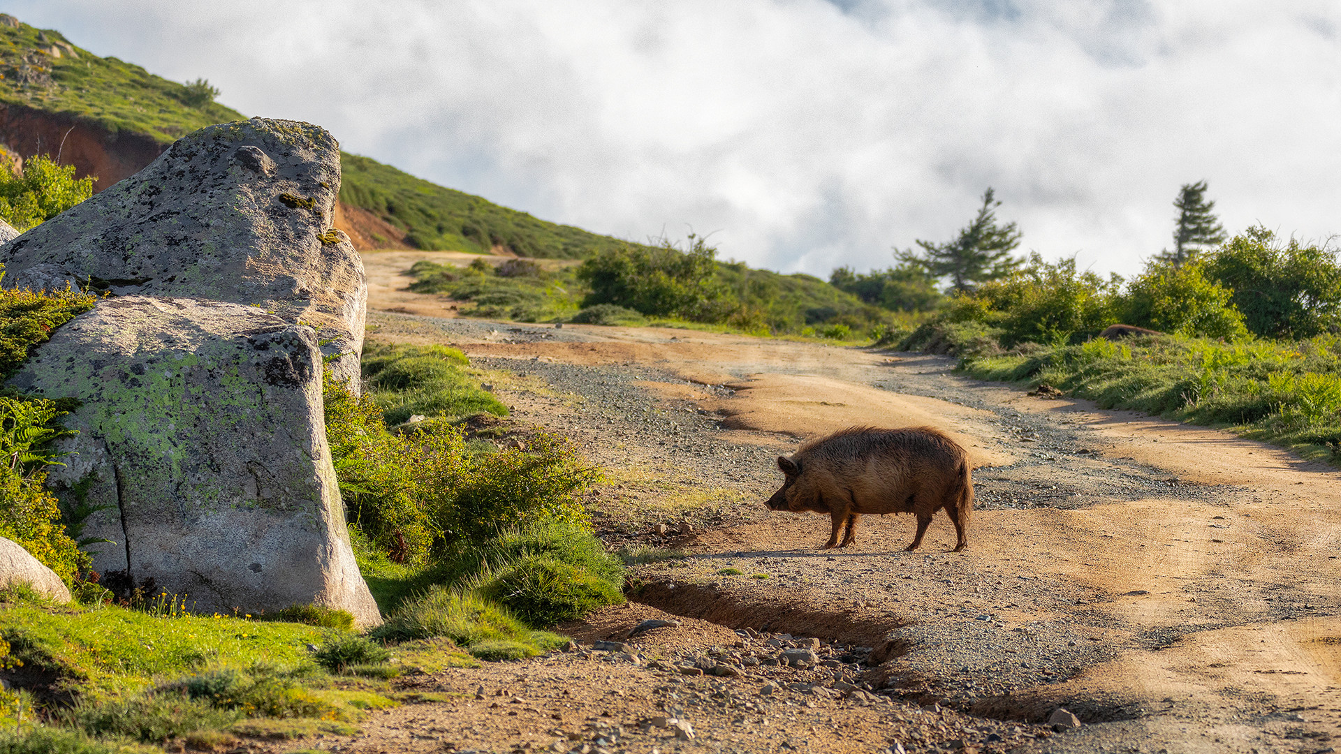 Wenn man Schwein hat trift man auch eine Sau auf dem Weg zum Plateau de Coscione