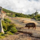 Wenn man Schwein hat trift man auch eine Sau auf dem Weg zum Plateau de Coscione