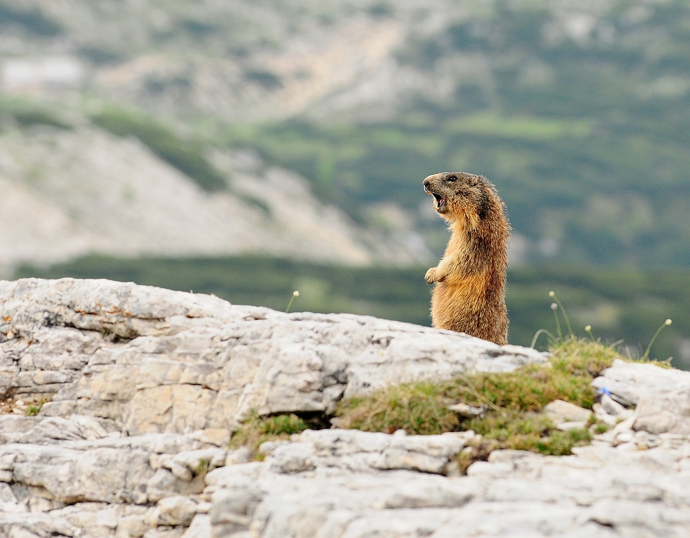 Wenn man sich ruhig verhält, findet man auch Murmeltiere in den Dolomiten.