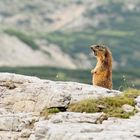Wenn man sich ruhig verhält, findet man auch Murmeltiere in den Dolomiten.