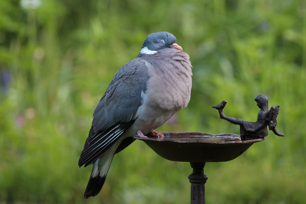 Wenn man Wein in die Vogeltränke füllt, ...