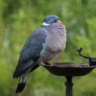 Wenn man Wein in die Vogeltränke füllt, ...