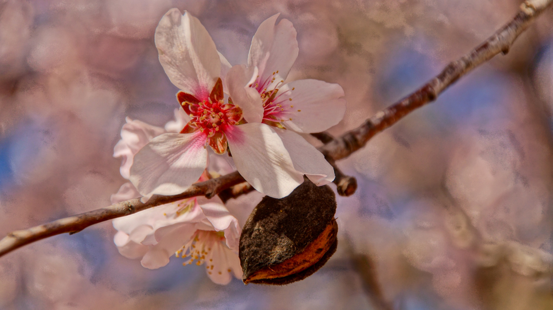 wenn Mandelblüten blühen 