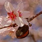 wenn Mandelblüten blühen 