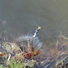 wenn Mann und Frau auf ein ander fliegen