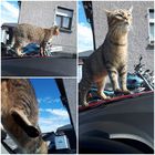 ...wenn mein Kater nicht will, dass ich weg fahre...