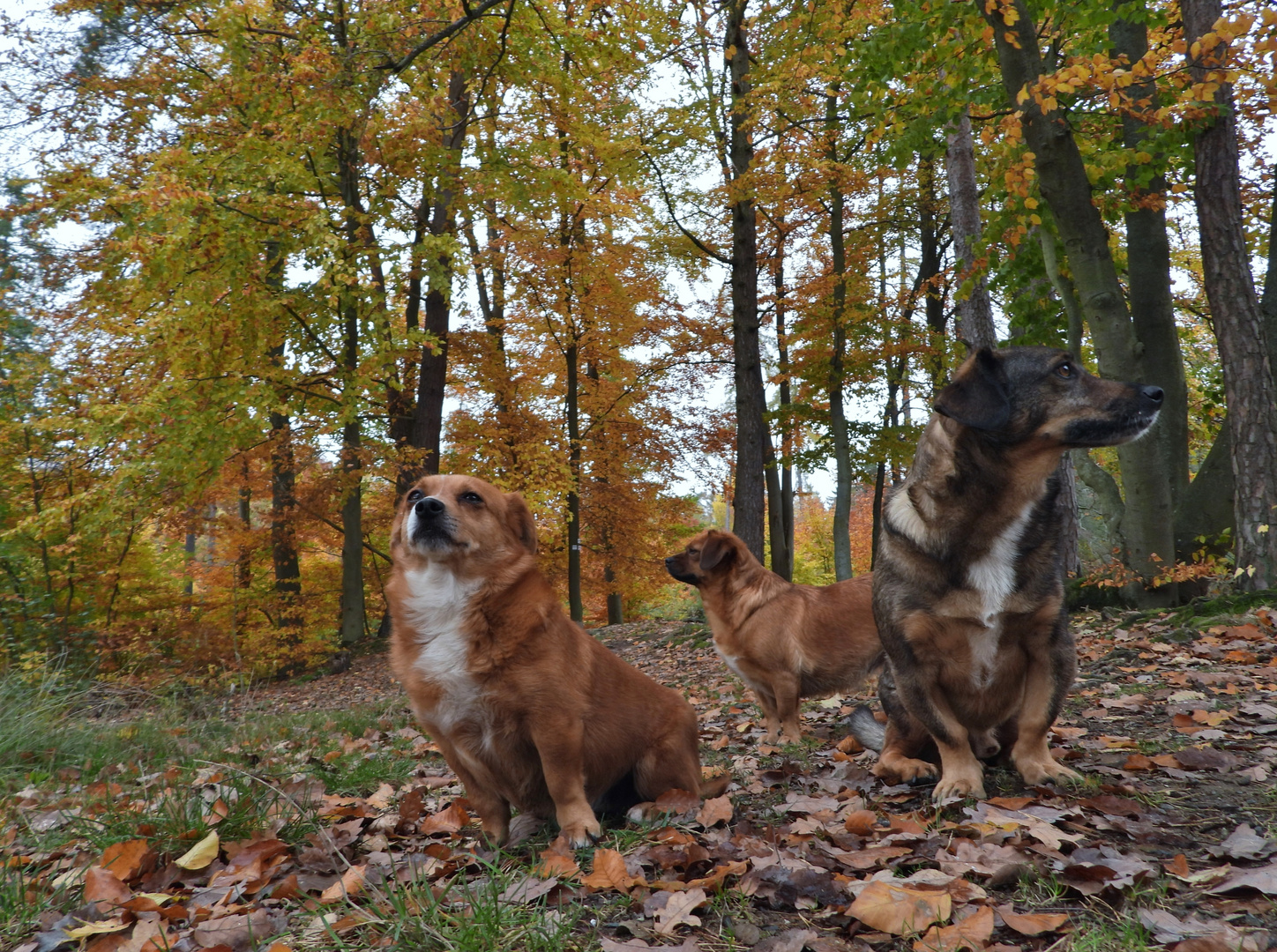 wenn meine Hunde was machen sollen