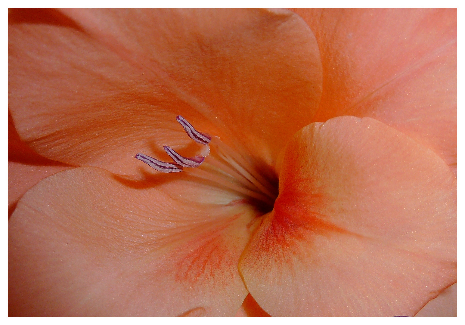 Wenn mich was bei den gladiolen begeistert dann ist - dass jede gladiole ihre stempel