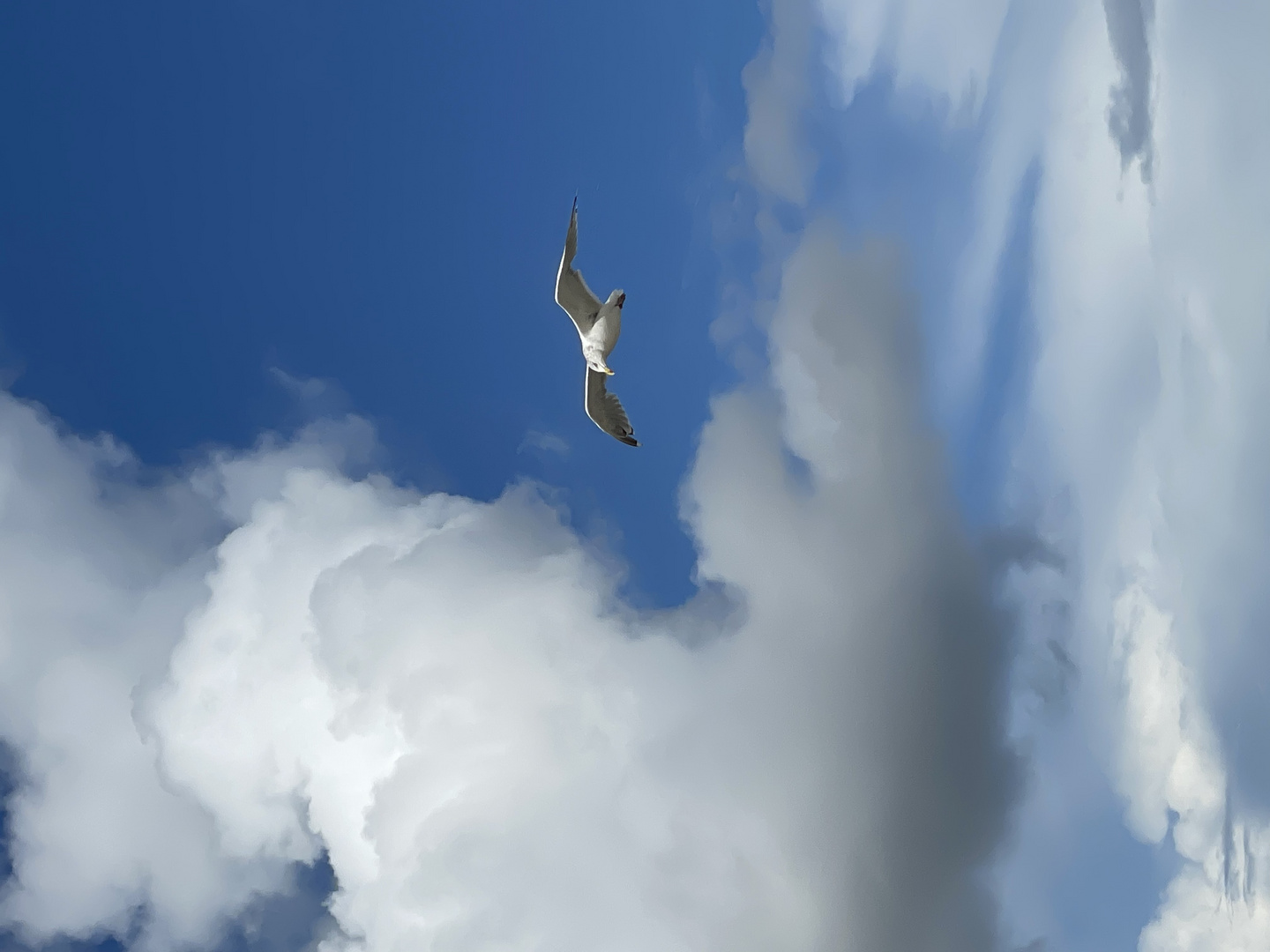 Wenn Möwe auf Wolke trifft