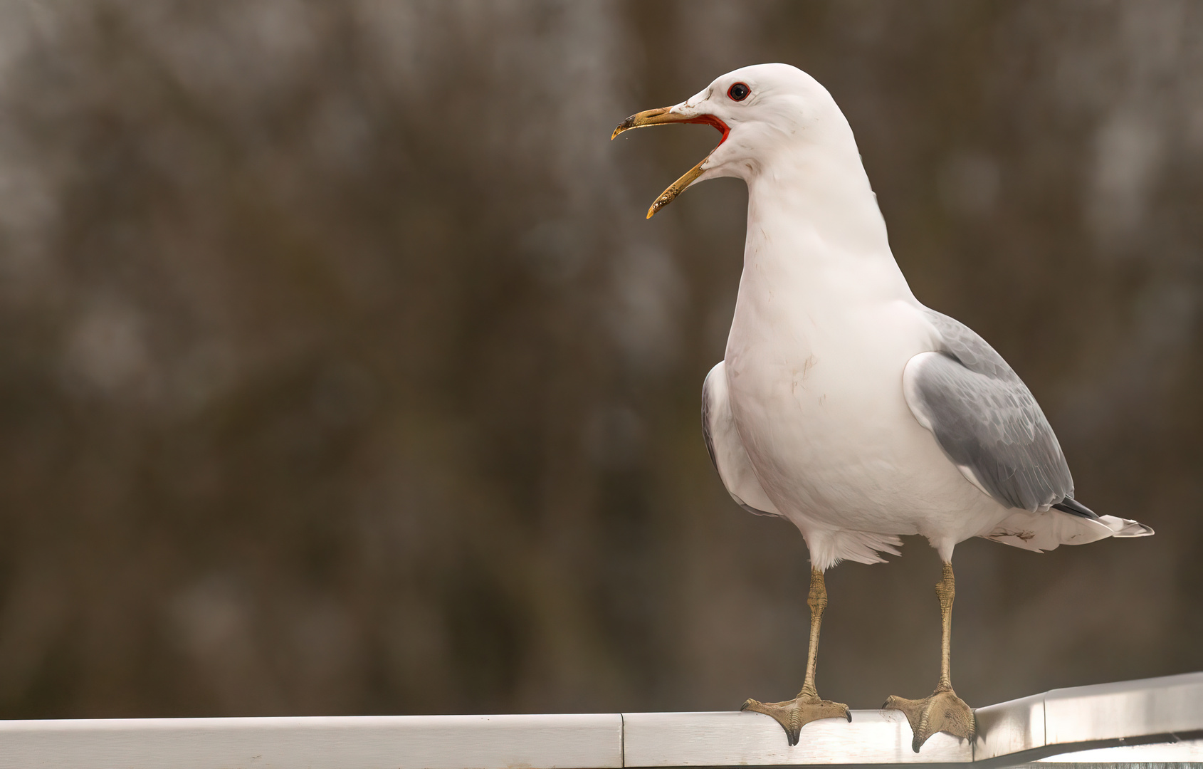 Wenn Möwen schreien