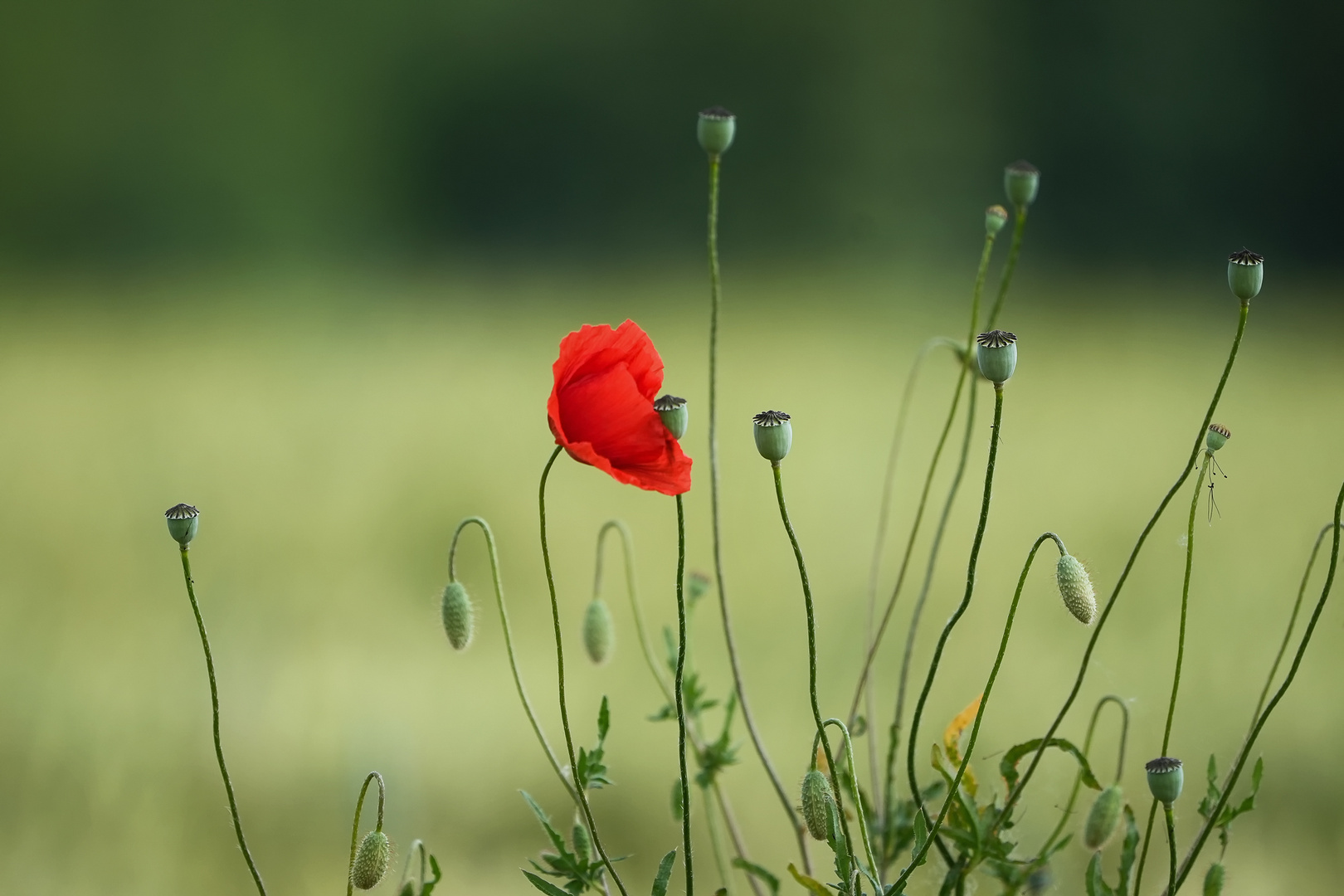 wenn Mohn berührt