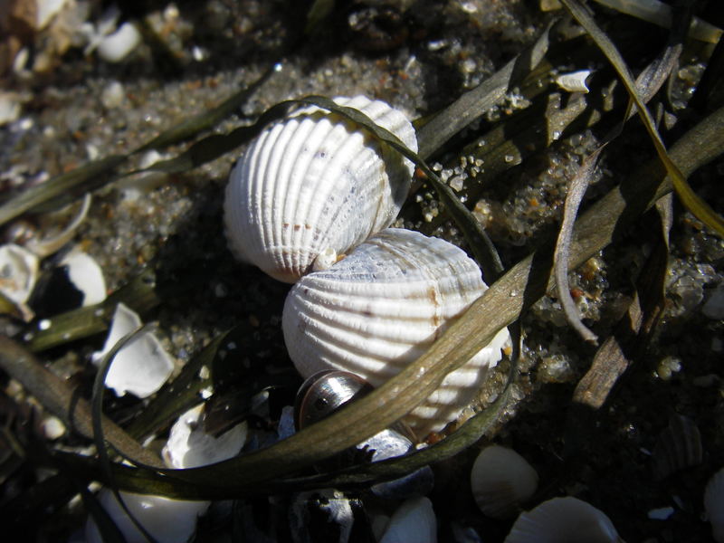 wenn Muscheln lieben