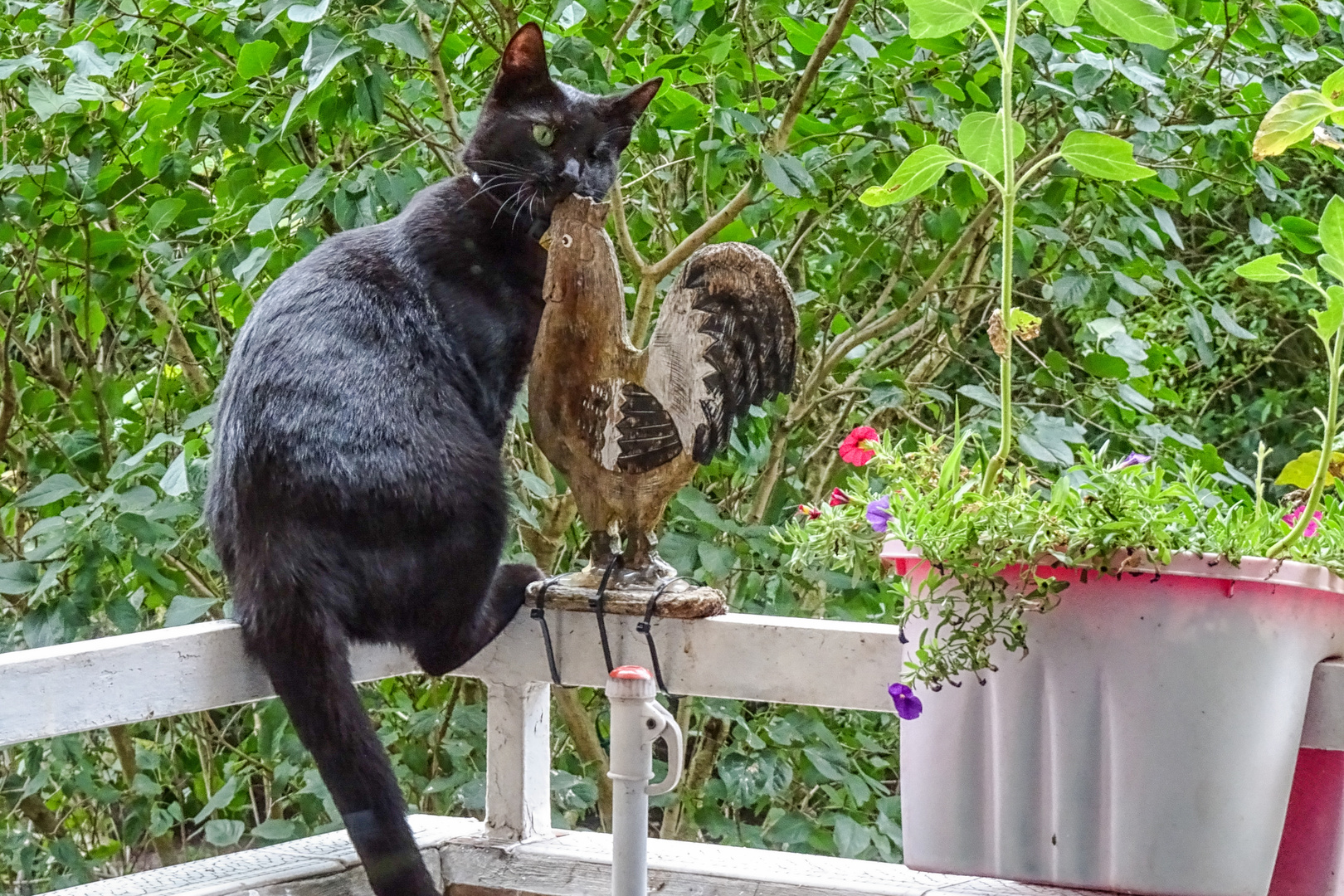 Wenn Nachbarins einäugige Katze ...