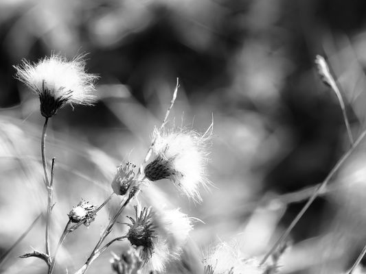 ... wenn natur zur kunst wird    