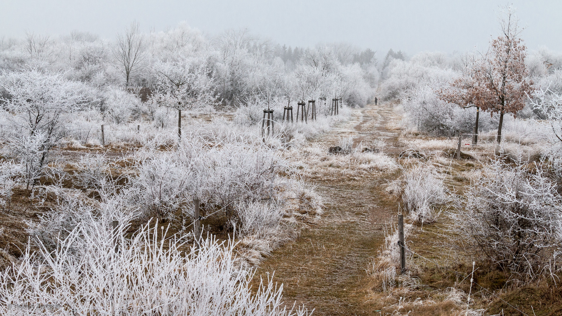 Wenn Nebel und Frost bizarre Gebilde formen