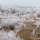 Wenn Nebel und Frost bizarre Gebilde formen