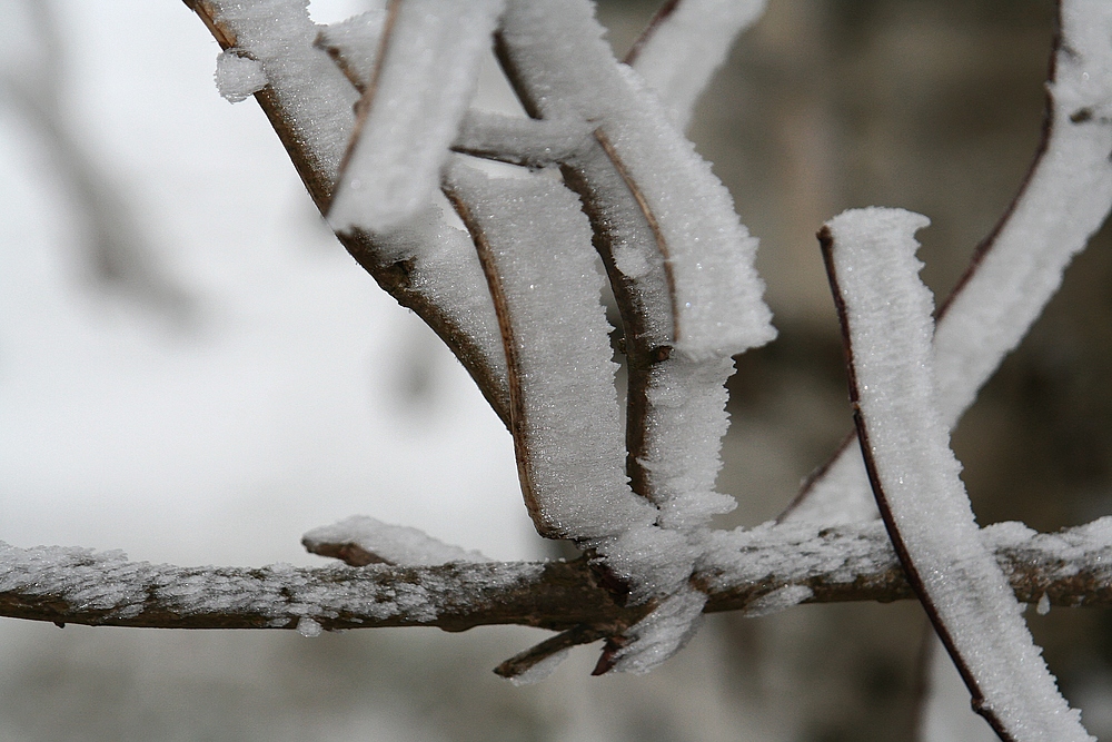 Wenn Nebel,Frost & Wind...