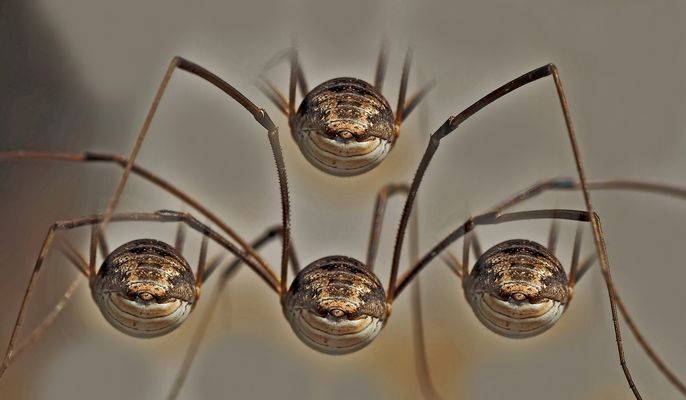 Wenn nicht von vorne wenigstens von hinten... - Elle n'avait pas envie de me montrer sa tête...