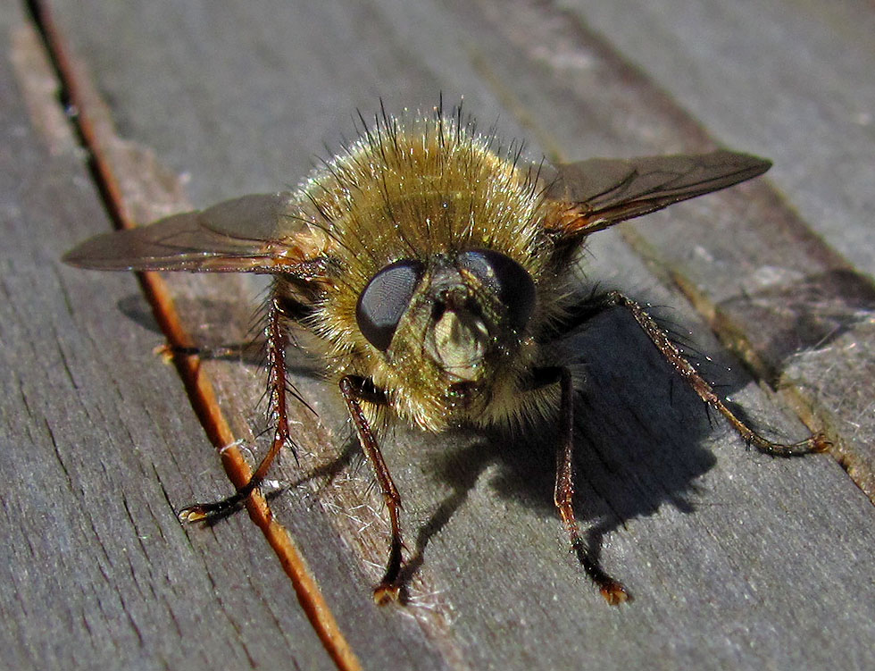 Wenn nichts da ist, Fliegen sind da