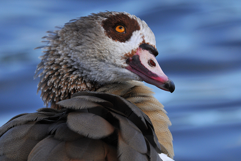 Wenn Nilgänse so gucken 01 ….