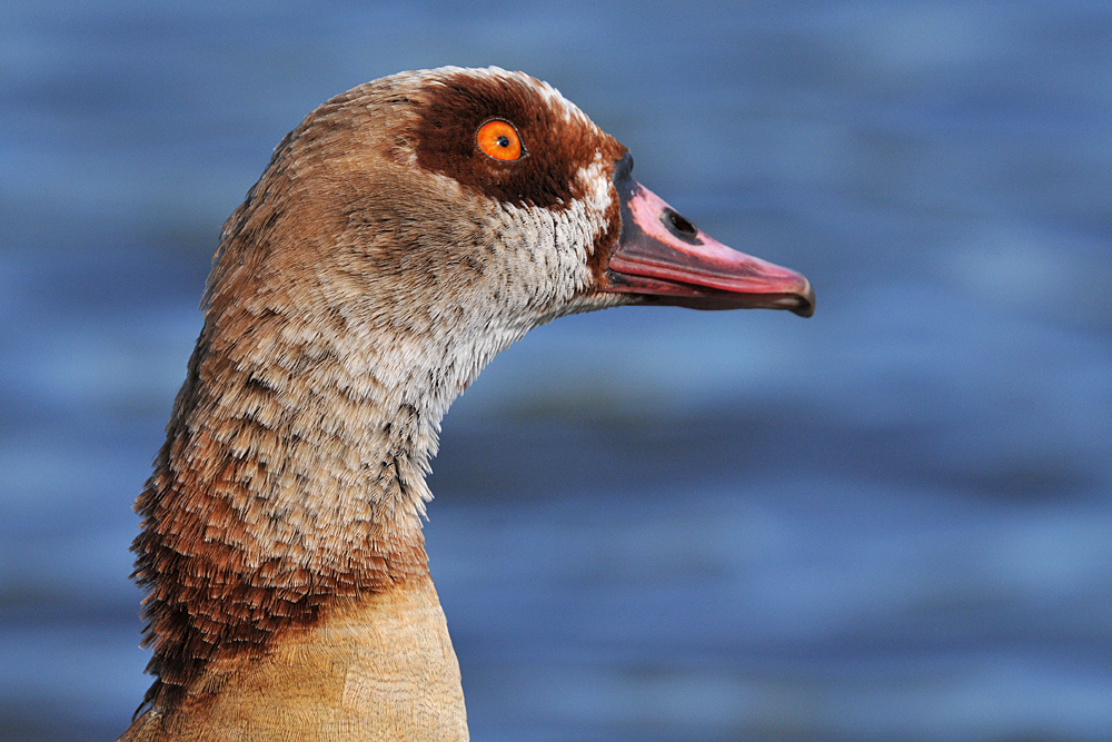 Wenn Nilgänse so gucken 02 ….