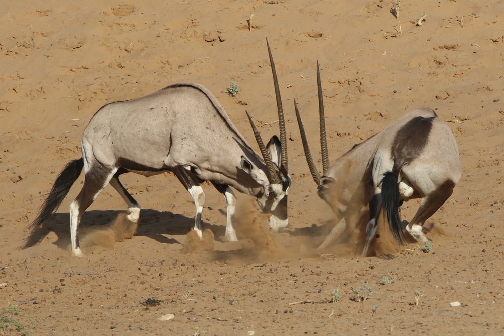 Wenn Oryx am WL kämpfen