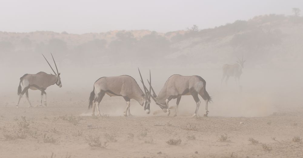 Wenn Oryx am WL kämpfen 2