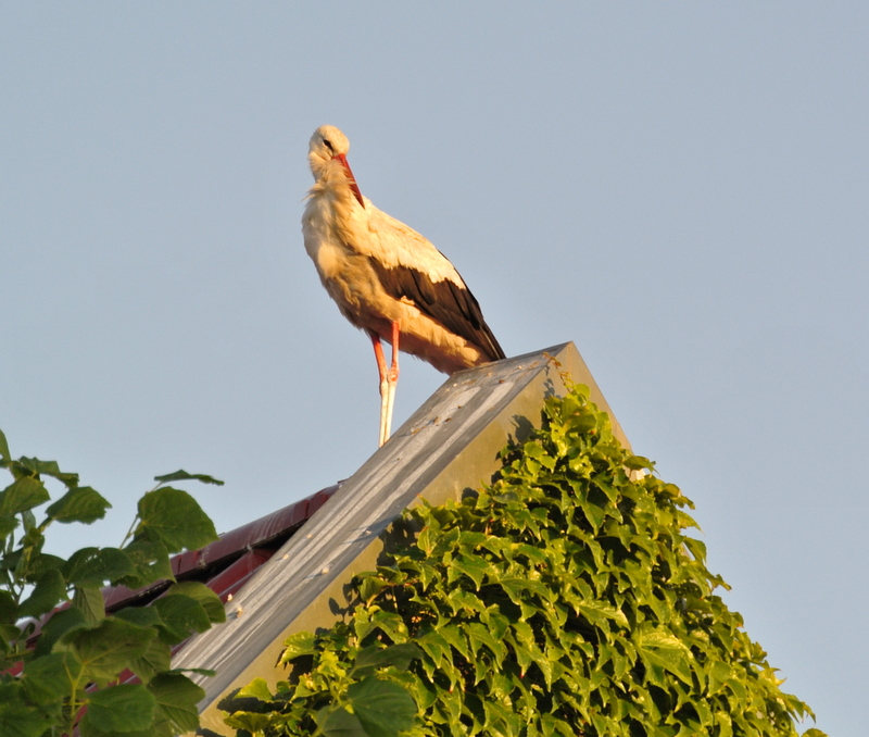 Wenn Papa Storch keinen Platz mehr im Storchennest findet...