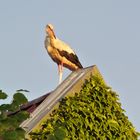 Wenn Papa Storch keinen Platz mehr im Storchennest findet...