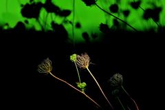 ... wenn Pflanzen träumen ... rein hypothetisch ...