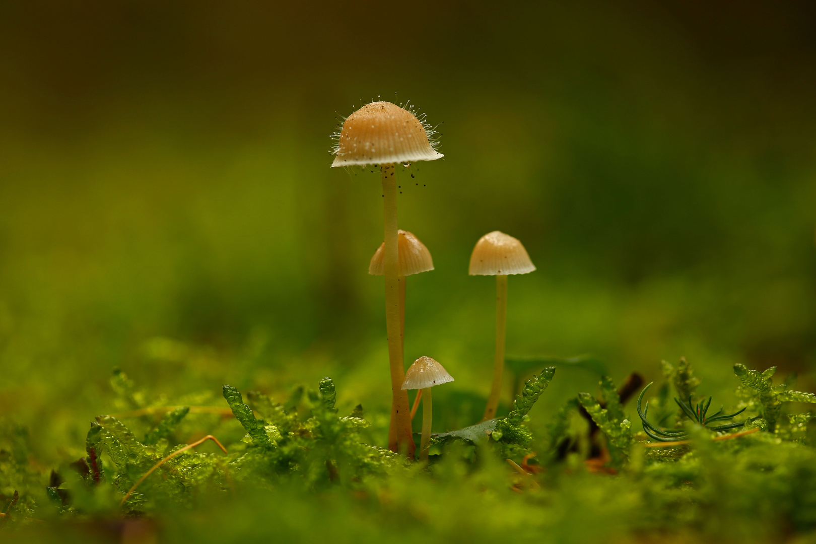 Wenn Pilze Auf Pilzen Wachsen Foto Bild Natur Pflanzen