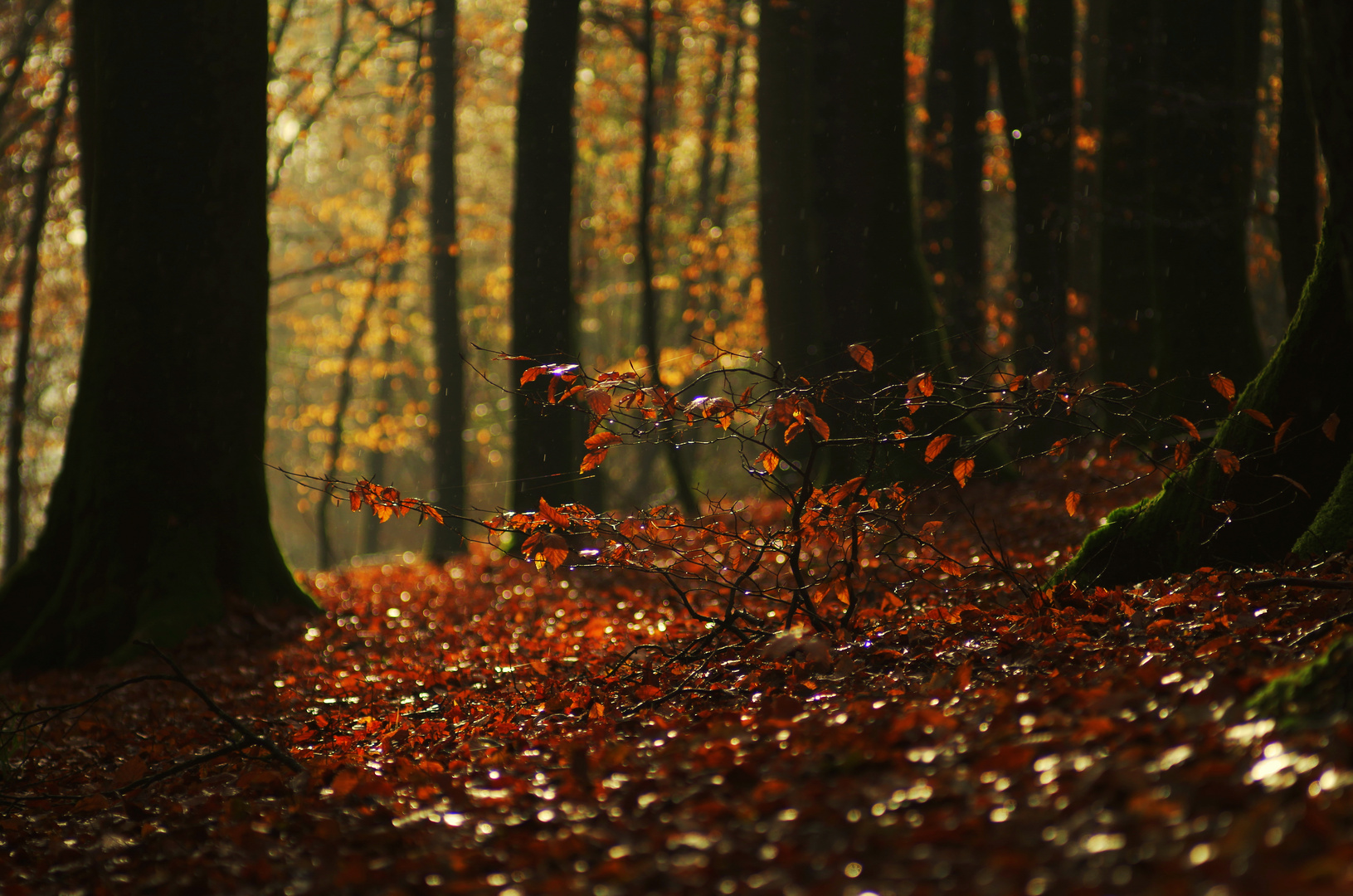 Wenn Pilze ...