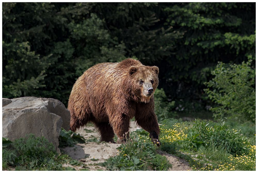 Wenn plötzlich der Braunbär auftaucht