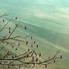 Wenn Pollen auf Wasser trifft