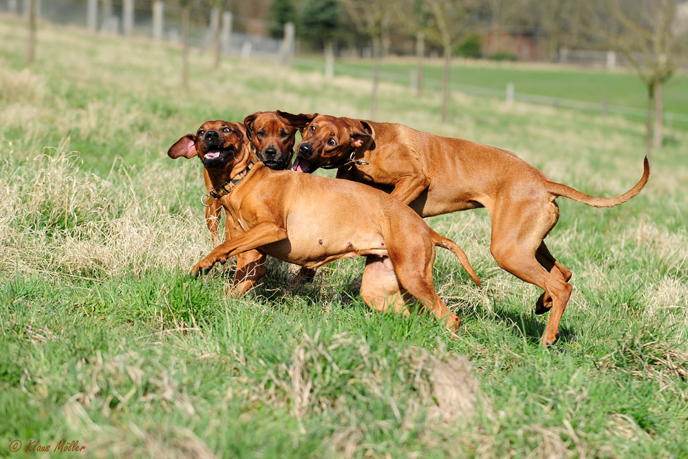 ...wenn Ridgebacks spielen...-2-