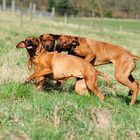 ...wenn Ridgebacks spielen...-2-