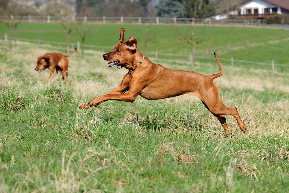 ....wenn Ridgebacks spielen....-3-