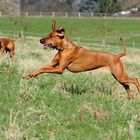 ....wenn Ridgebacks spielen....-3-