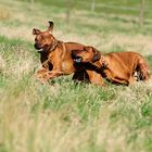 ....wenn Ridgebacks spielen....-5-