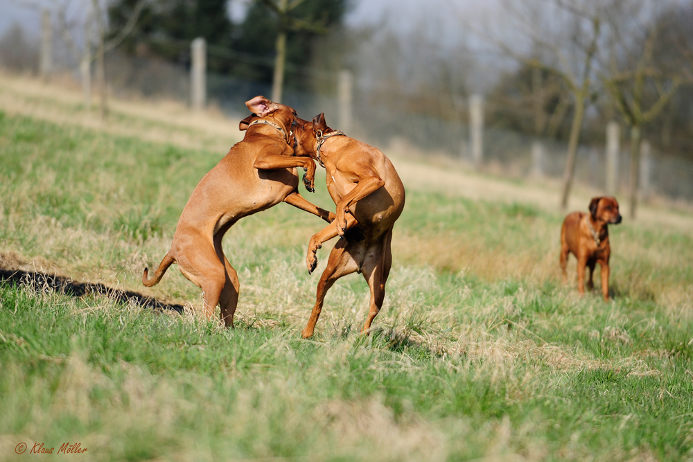 ....wenn Ridgebacks spielen....-6-