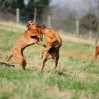 ....wenn Ridgebacks spielen....-6-